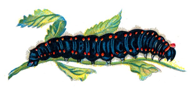 Parnassius apollo caterpillar by Nemos