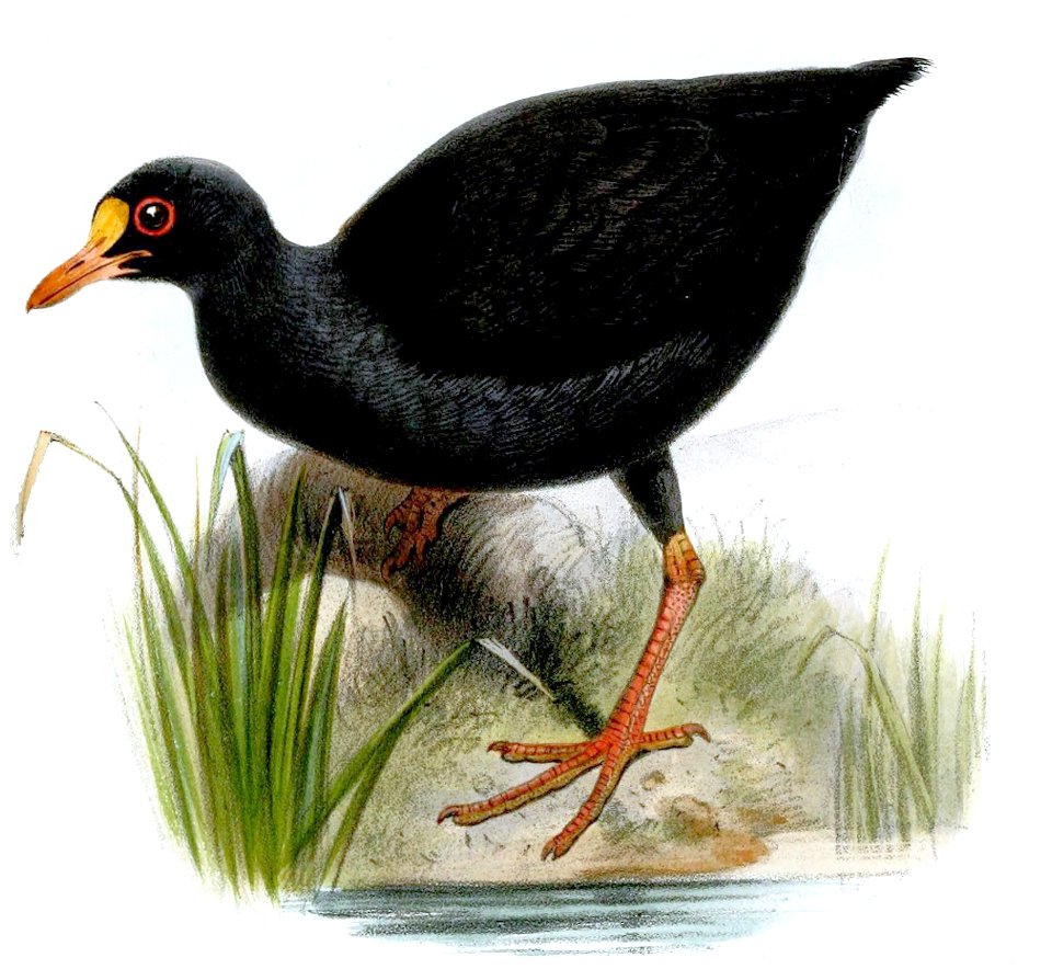 PareudiastesPacificusSmit (cropped) 2
