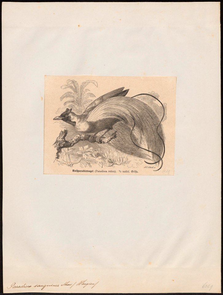 Paradisea sanguinea - 1700-1880 - Print - Iconographia Zoologica - Special Collections University of Amsterdam - UBA01 IZ15700127