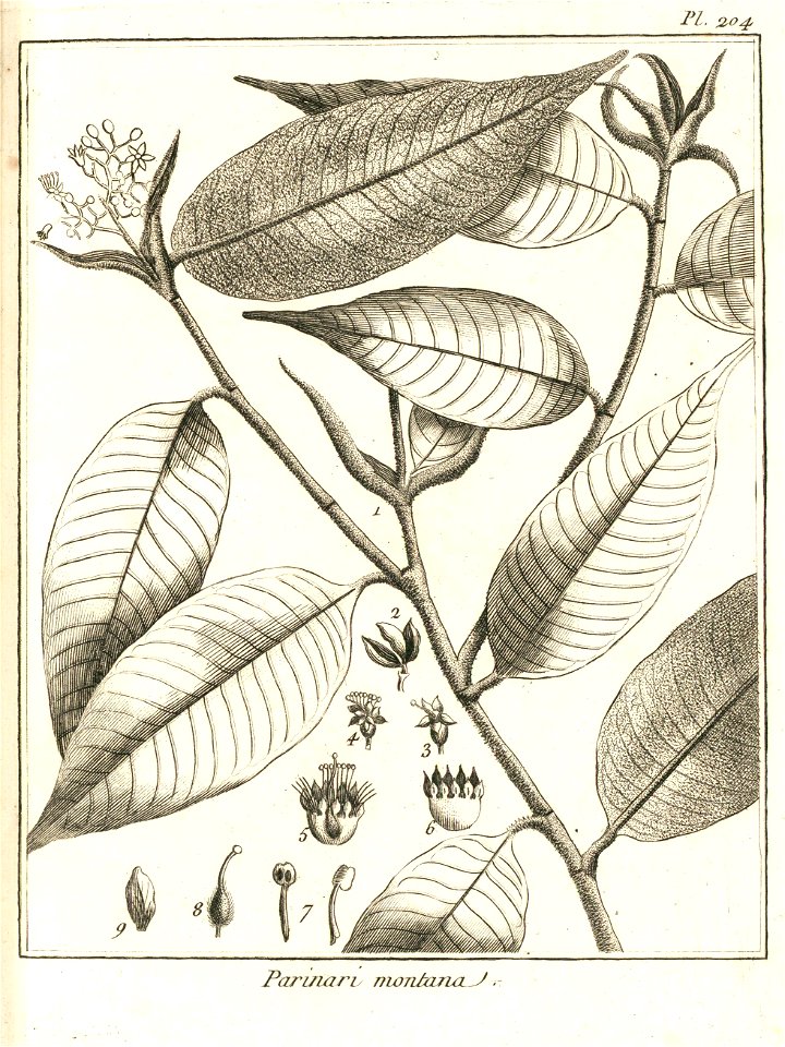Parinari montana Aublet 1775 pl 204