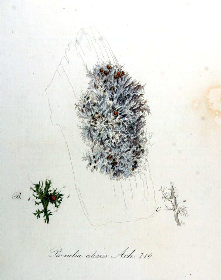Parmelia ciliaris — Flora Batava — Volume v9