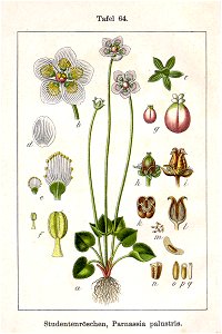Parnassia palustris Sturm64