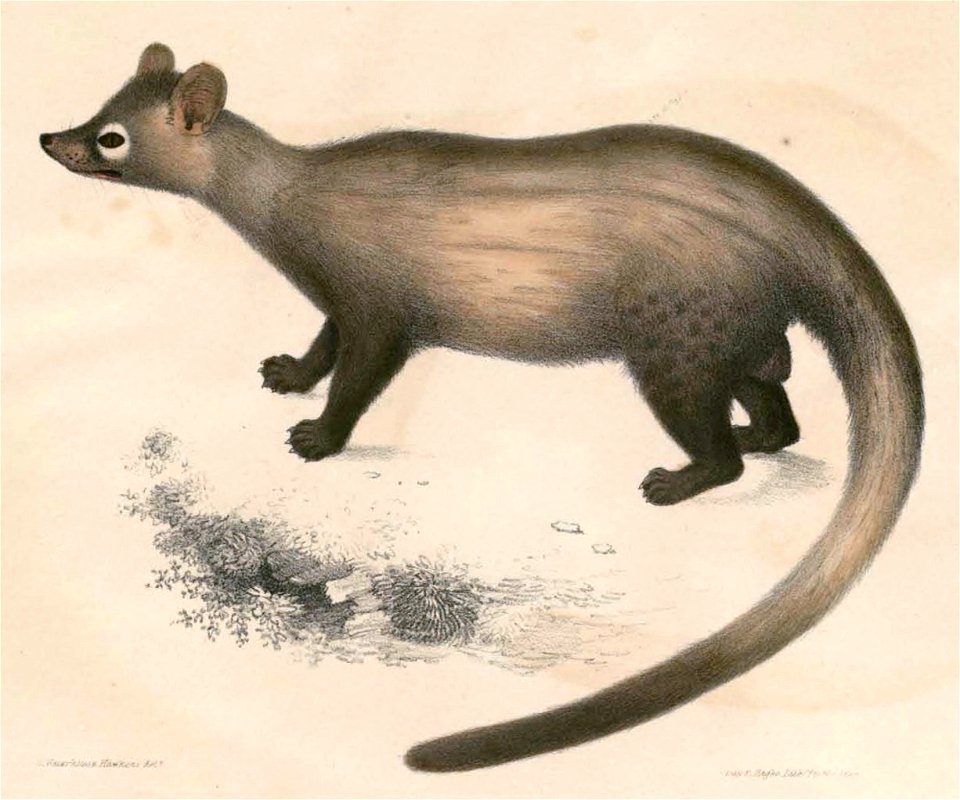 Paradoxurus hermaphroditus pennantii Hardwicke