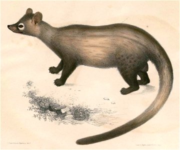 Paradoxurus hermaphroditus pennantii Hardwicke