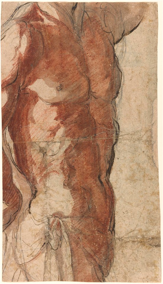 Parmigianino - Attributed to - Male Torso Turned to the Right with Loin Cloth, 1989.67