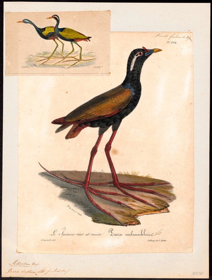 Parra indica - 1825-1834 - Print - Iconographia Zoologica - Special Collections University of Amsterdam - UBA01 IZ17500283