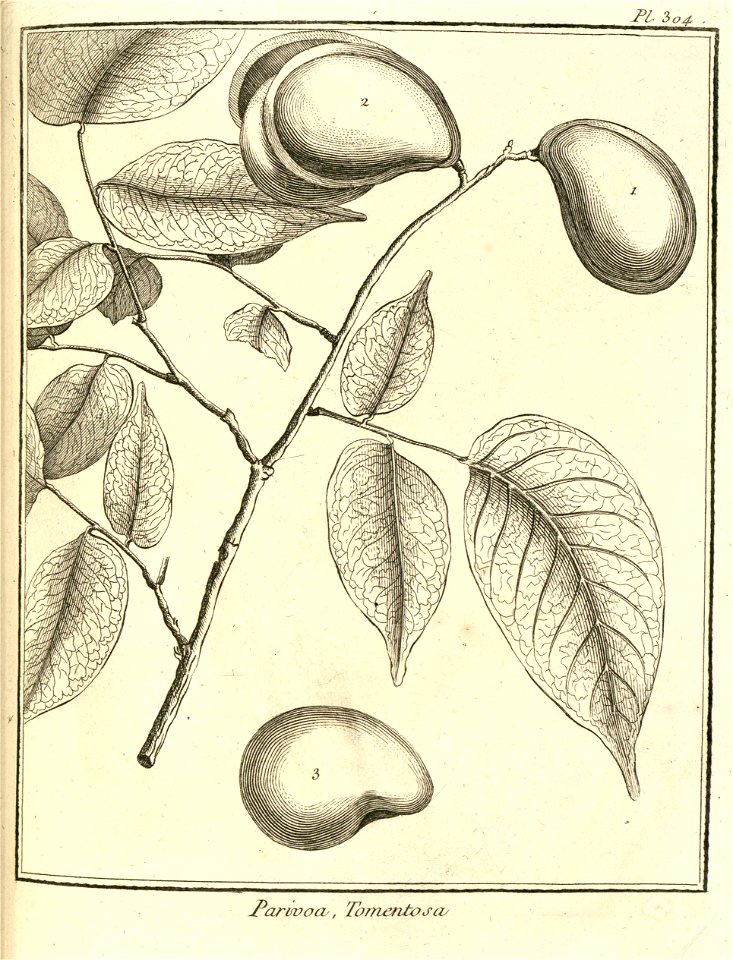 Parivoa tomentosa Aublet 1775 pl 304