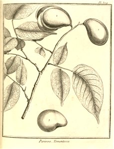 Parivoa tomentosa Aublet 1775 pl 304