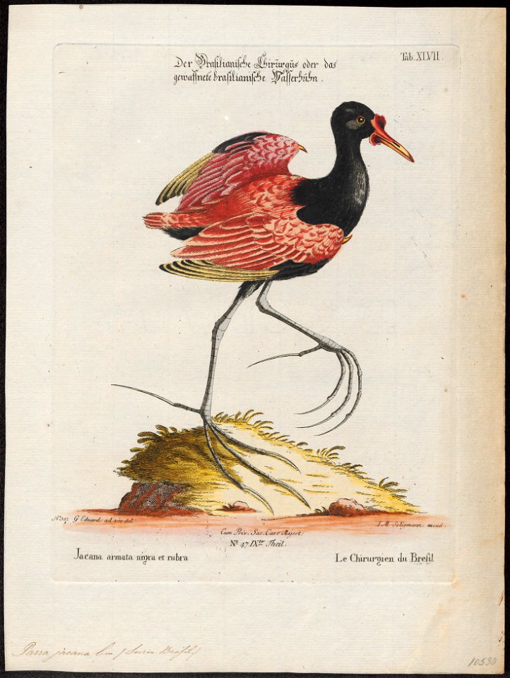 Parra jacana - 1700-1880 - Print - Iconographia Zoologica - Special Collections University of Amsterdam - UBA01 IZ17500263