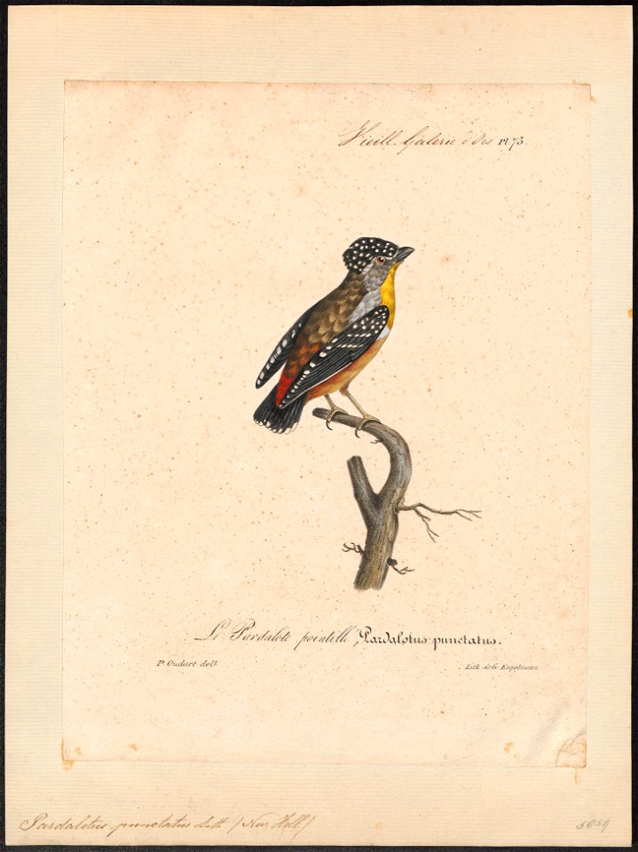Pardalotus punctatus - 1825-1834 - Print - Iconographia Zoologica - Special Collections University of Amsterdam - UBA01 IZ16600325