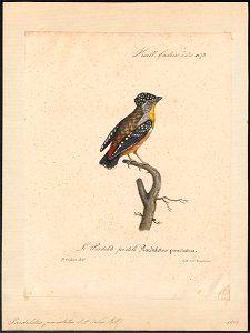 Pardalotus punctatus - 1825-1834 - Print - Iconographia Zoologica - Special Collections University of Amsterdam - UBA01 IZ16600325