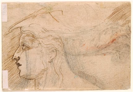 Parmigianino - Verso Head in Profile to the Left, 1981.92
