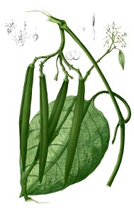 Parsonsia sp Blanco2.310-cropped