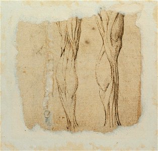 Parmigianino - Two écorché left legs, NMH 2551863 verso