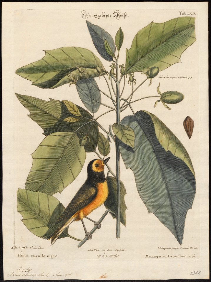 Parus atricapillus - 1700-1880 - Print - Iconographia Zoologica - Special Collections University of Amsterdam - UBA01 IZ16100131