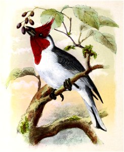 Paroaria coronata 1873