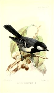 ParusCinerascensKeulemans