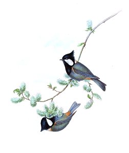 ParusRufonuchalisGould