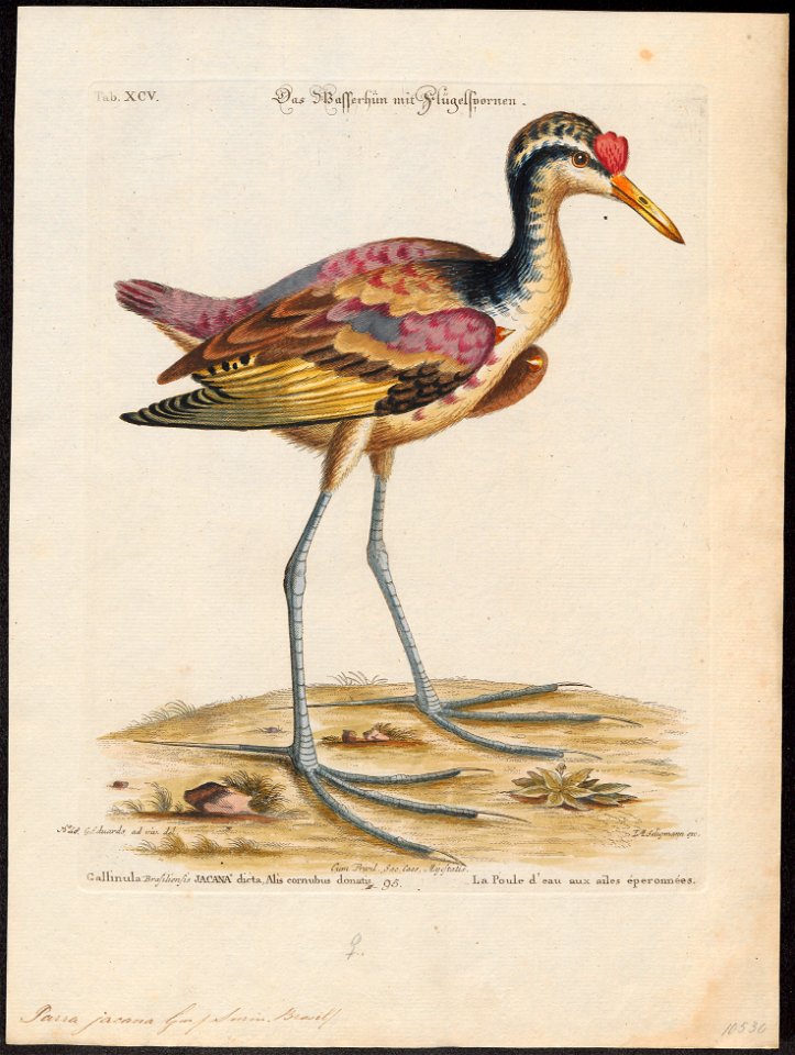 Parra jacana - 1700-1880 - Print - Iconographia Zoologica - Special Collections University of Amsterdam - UBA01 IZ17500269