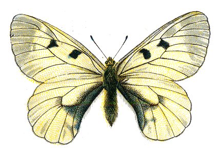 Parnassius mnemosyne by Nemos. Free illustration for personal and commercial use.