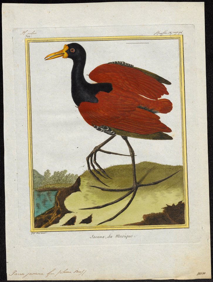 Parra jacana - 1700-1880 - Print - Iconographia Zoologica - Special Collections University of Amsterdam - UBA01 IZ17500259