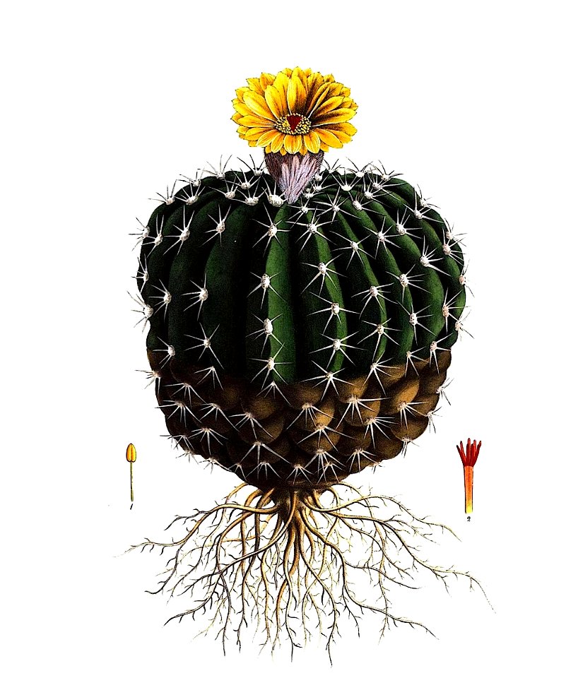 Parodia sellowii pm