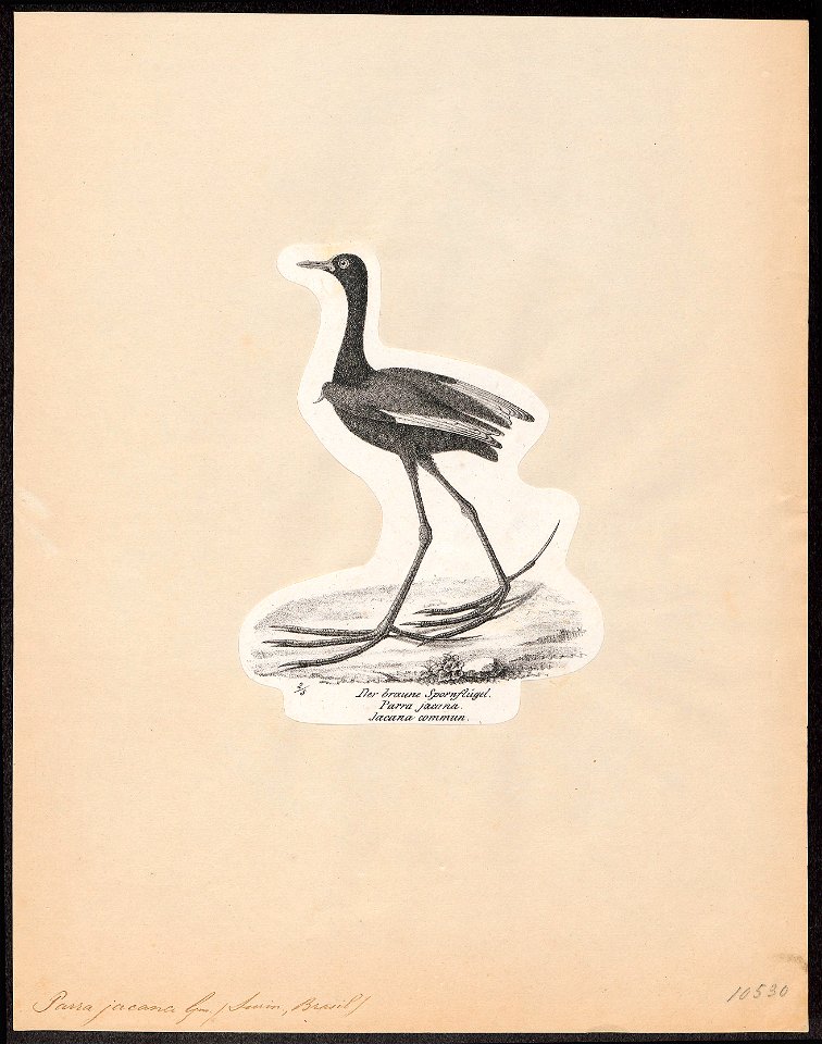 Parra jacana - 1809-1845 - Print - Iconographia Zoologica - Special Collections University of Amsterdam - UBA01 IZ17500273