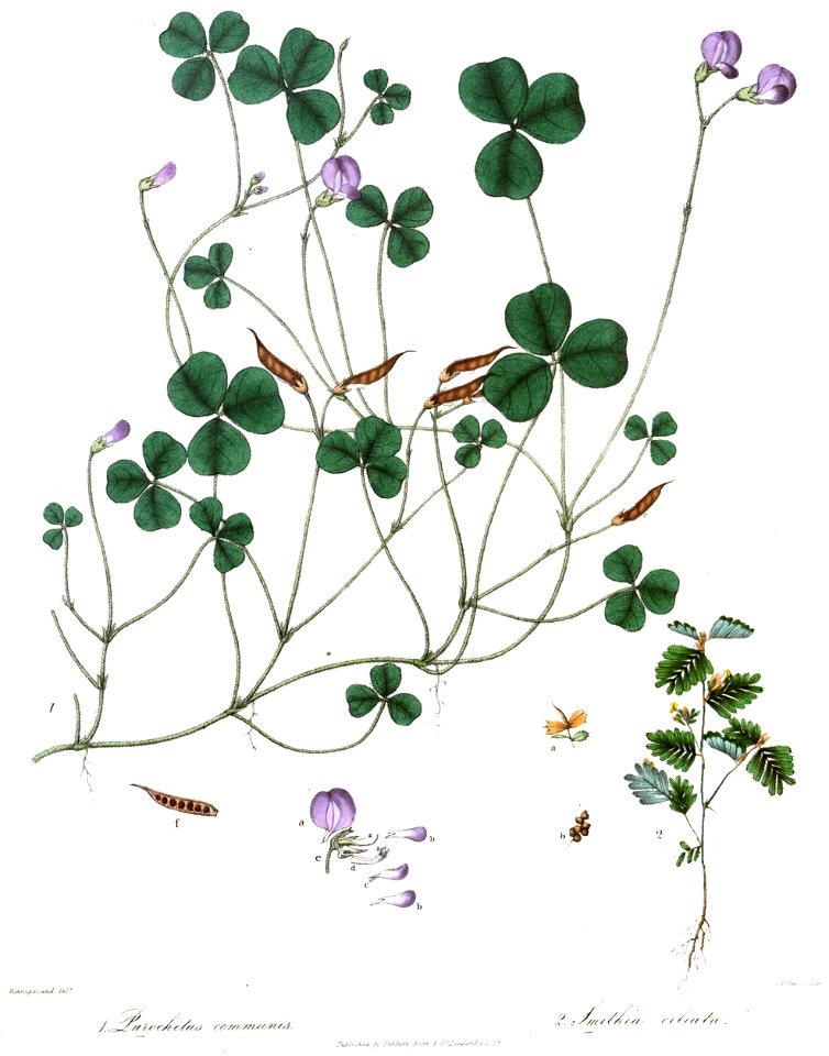 ParochetusSmithiaRoyle