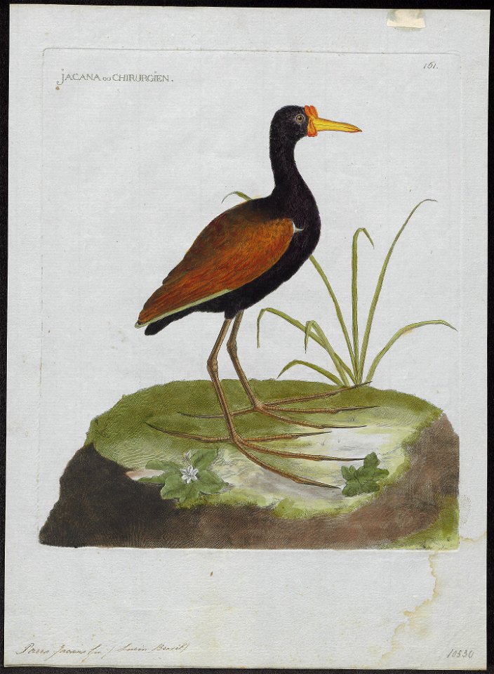 Parra jacana - 1790-1796 - Print - Iconographia Zoologica - Special Collections University of Amsterdam - UBA01 IZ17500261
