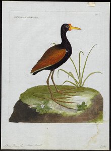 Parra jacana - 1790-1796 - Print - Iconographia Zoologica - Special Collections University of Amsterdam - UBA01 IZ17500261