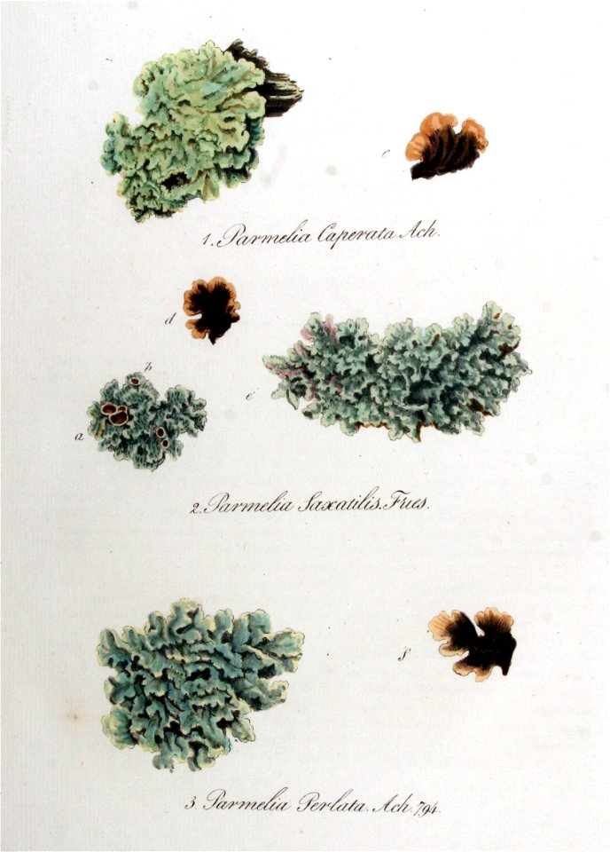 Parmelia caperata — Flora Batava — Volume v10