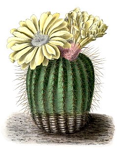 Parodia schumanniana BlKakteenT89