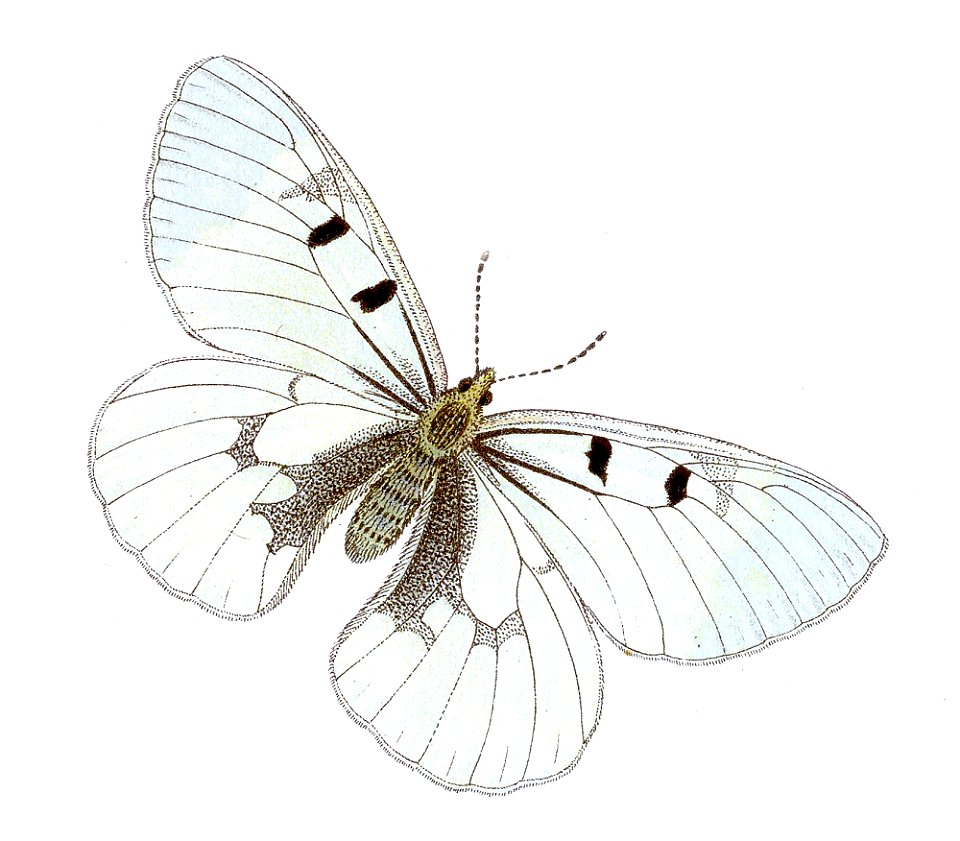 Parnassius mnemosyne - Schwarzer Apollo