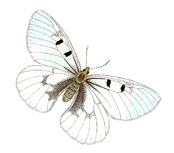 Parnassius mnemosyne - Schwarzer Apollo. Free illustration for personal and commercial use.