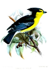 ParusHolstiKeulemans