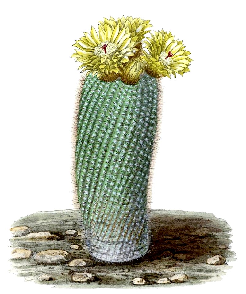 Parodia scopa BlKakteenT155