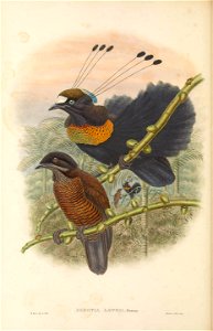 Parotia lawesii - The Birds of New Guinea
