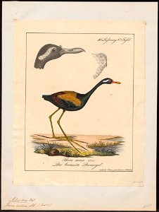 Parra indica - - Print - Iconographia Zoologica - Special Collections University of Amsterdam - UBA01 IZ17500285