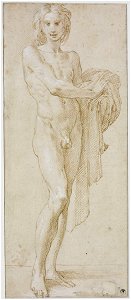 Parmigianino - Study of a Youth, 1929