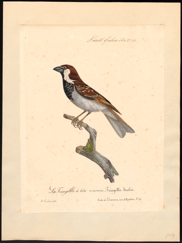 Passer italiae - 1825-1834 - Print - Iconographia Zoologica - Special Collections University of Amsterdam - UBA01 IZ16000117