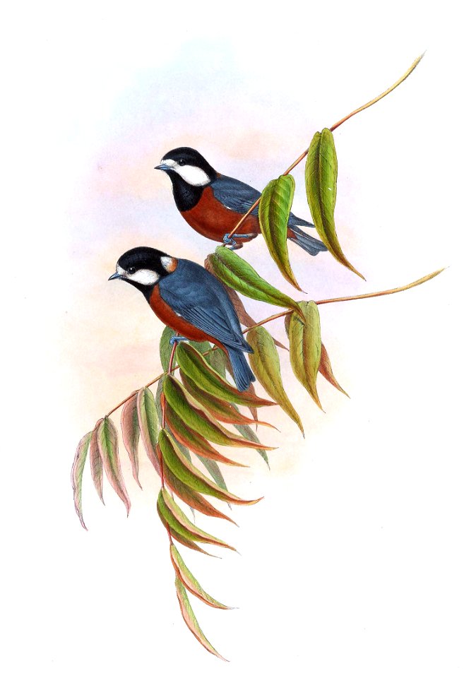 Parus castaneoventris Gould, Birds of Asia