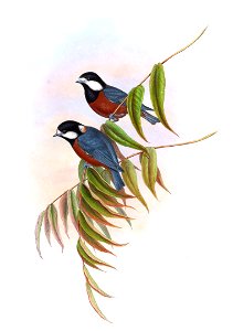Parus castaneoventris Gould, Birds of Asia