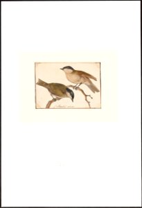 Parus palustris - 1753-1834 - Print - Iconographia Zoologica - Special Collections University of Amsterdam - UBA01 IZA1000288