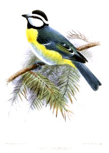 ParusPalmensisKeulemans