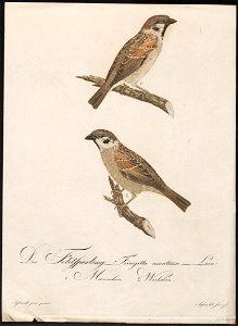 Passer montanus - 1800-1812 - Print - Iconographia Zoologica - Special Collections University of Amsterdam - UBA01 IZ16000107