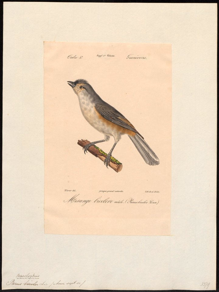 Parus bicolor - 1842-1848 - Print - Iconographia Zoologica - Special Collections University of Amsterdam - UBA01 IZ16100157