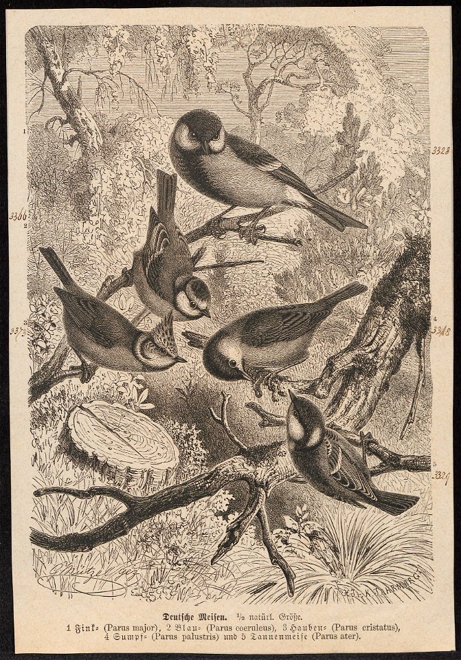 Parus major - 1700-1880 - Print - Iconographia Zoologica - Special Collections University of Amsterdam - UBA01 IZ16100091