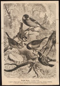 Parus major - 1700-1880 - Print - Iconographia Zoologica - Special Collections University of Amsterdam - UBA01 IZ16100091