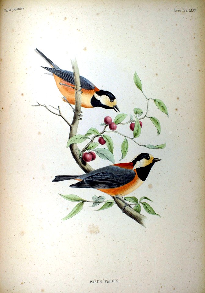 Parus varius Fauna Japonica