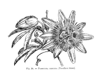 Passiflora caerulea (dessin)